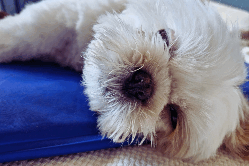 A small Shih Tzu dog named Roger lies peacefully with his head resting on a soft blue cushion. His white and light brown fur is clearly visible, and one eye is partially open. The close-up image highlights Roger’s relaxed posture and the texture of his fur against a neutral background.